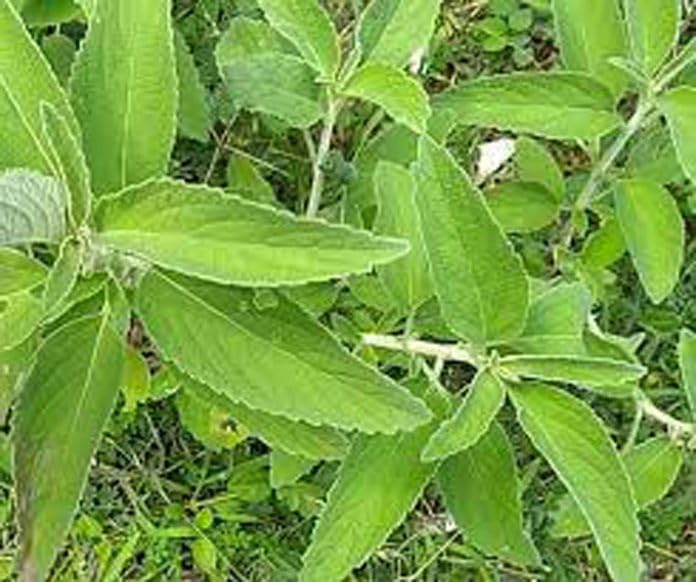 Pei Mirati/Indian Catmint Plant/Anisomeles malabarica live plant - 1 No (B0CLP2P7BR) Amazon Price History, Amazon Price Tracker
