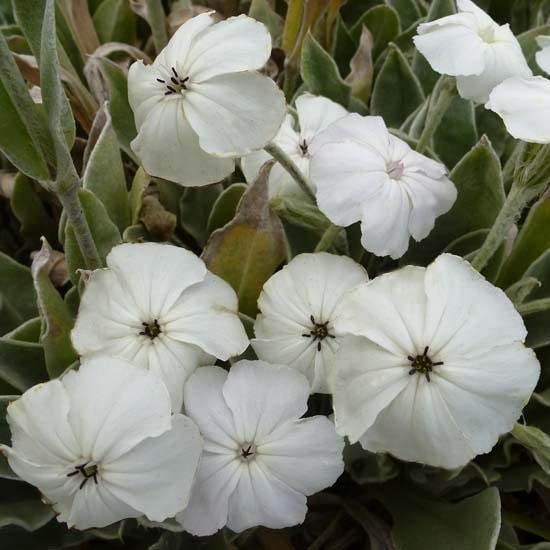 6x Lychnis coronaria 'Alba' – Vaso 9x9 cm – pianta perenne fioritura bianca giardino