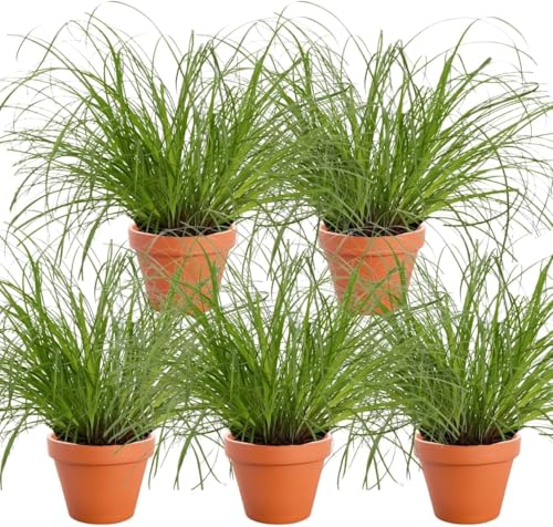 Katzengras | 5er-Set | Cyperus zumula | ca. 20-30 cm | ø 12-15cm Topf | Pflegeleichte Zimmerpflanzen für Wohnung und Büro | Qualität vom Pflanzen...