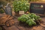 300 graines Aromatiques à semer - Le Grenier d'Abondance - BASILIC Grand Vert Genovese - Ocimum basilicum var. Genovese