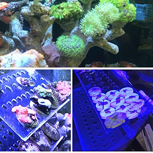 Image of Coral Frag Plugs 50 Pcs Ceramic Coralline Frag Plug Round Base