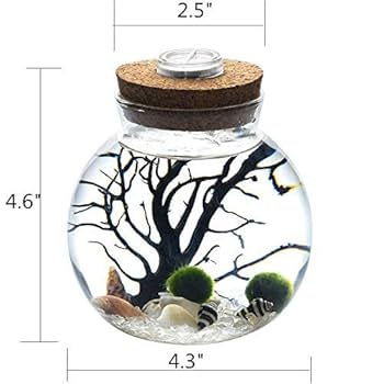 マリモページ 51UfMlLzf8L._UF350,350_QL80_.jpg