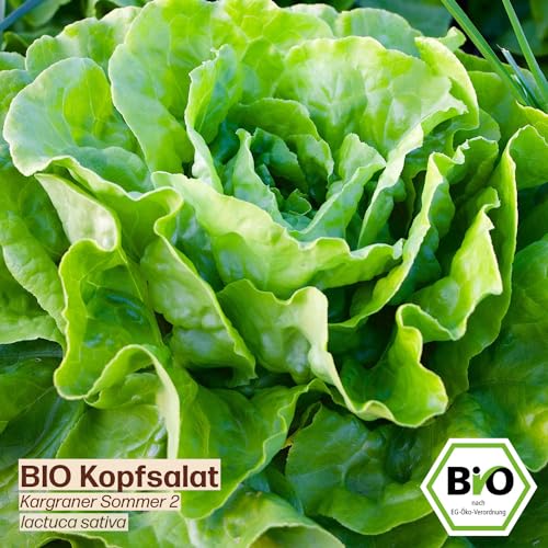 BIO Kopfsalat-Samen Kargraner Sommer 2 von Samenliebe