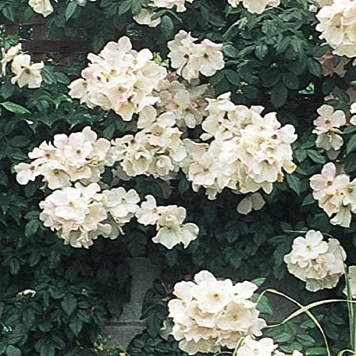 Breck's - White Knock Out Dormant Bare Root Shrub Rose, Includes One Plant Per Order #TOP2