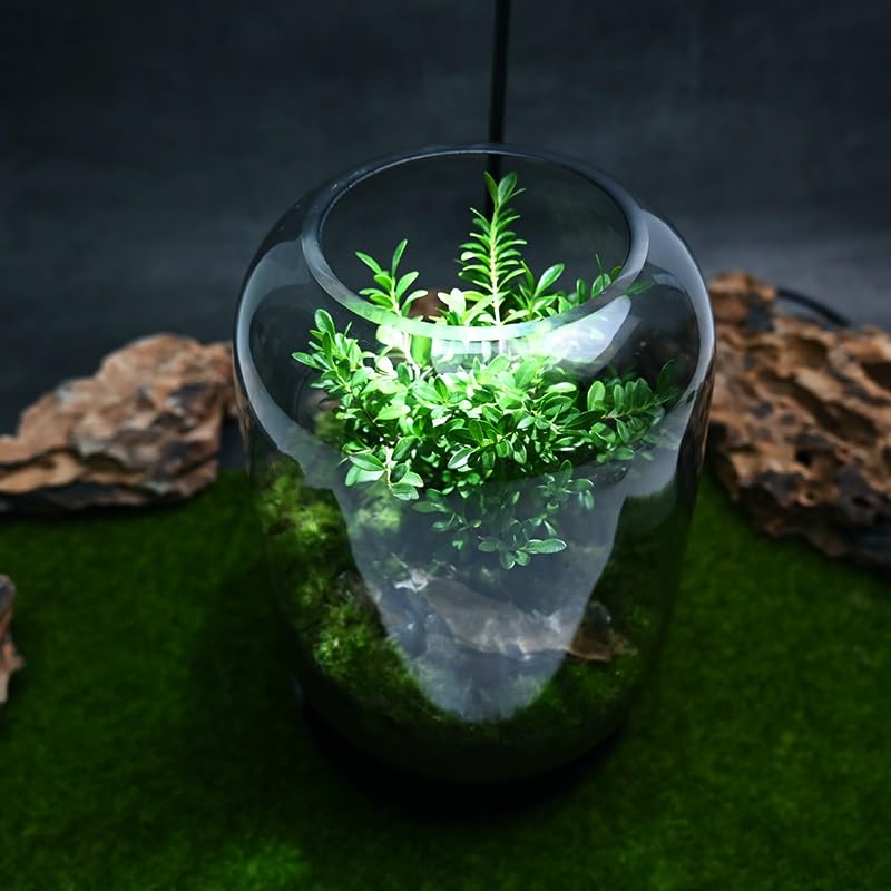 Coperchio LED Intelligente Da 10 Cm Per Terrario E Giardino Eterno – Ventilazione Regolabile E Luce USB Per Piante Da Interno