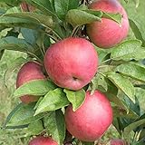  30pcs / semillas de manzano bolsa de semillas de árboles bonsai MINI fruta de enanos para plantar jardín de su casa