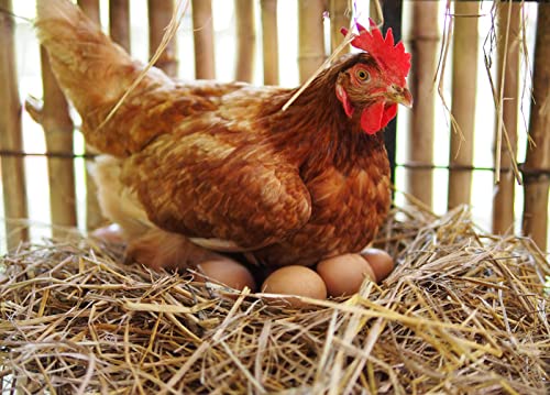 Nido per galline ovaiole in legno pollaio gabbia ricovero sala covatrice scivolo con coperchio