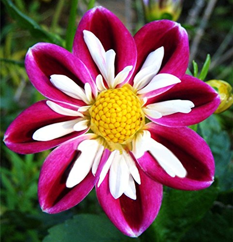 Nema Rare Pink and White Point Dahlia Seeds - 50 Seeds-picture-10