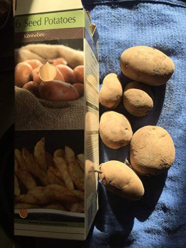 Pflanzkartoffeln Vegherb 6 Kennebec gentechnikfrei für Backen und Frittieren