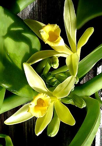 New Fresh 90pcs Vanilla Orchid Flower Seeds Generic