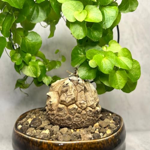 観葉植物 塊根植物」の人気商品一覧 | 安い商品を通販サイトから探す