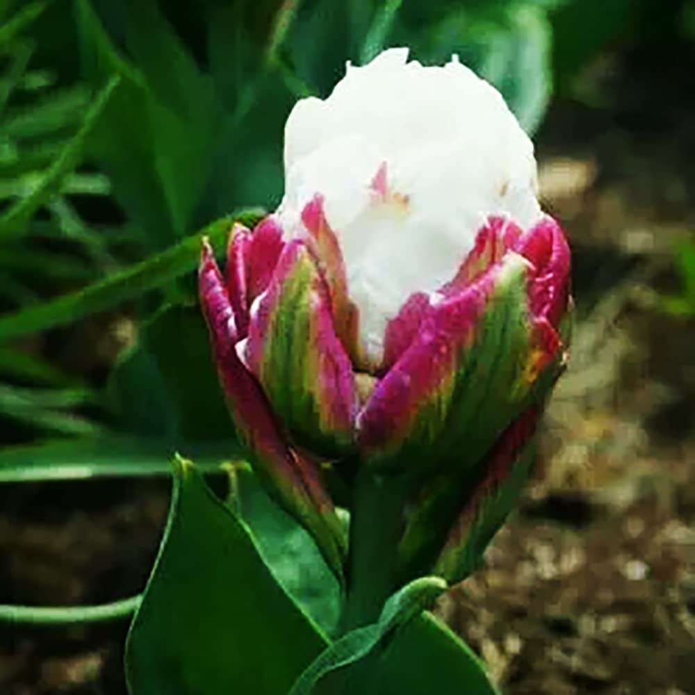 10pcs Tulpenbollen Nieuw en opwindend Paars Ijs Bloembollen Geur Aromatisch Binnenplaats Terras Natuurlijke groei Aantrekkelijk Stop en bewonder