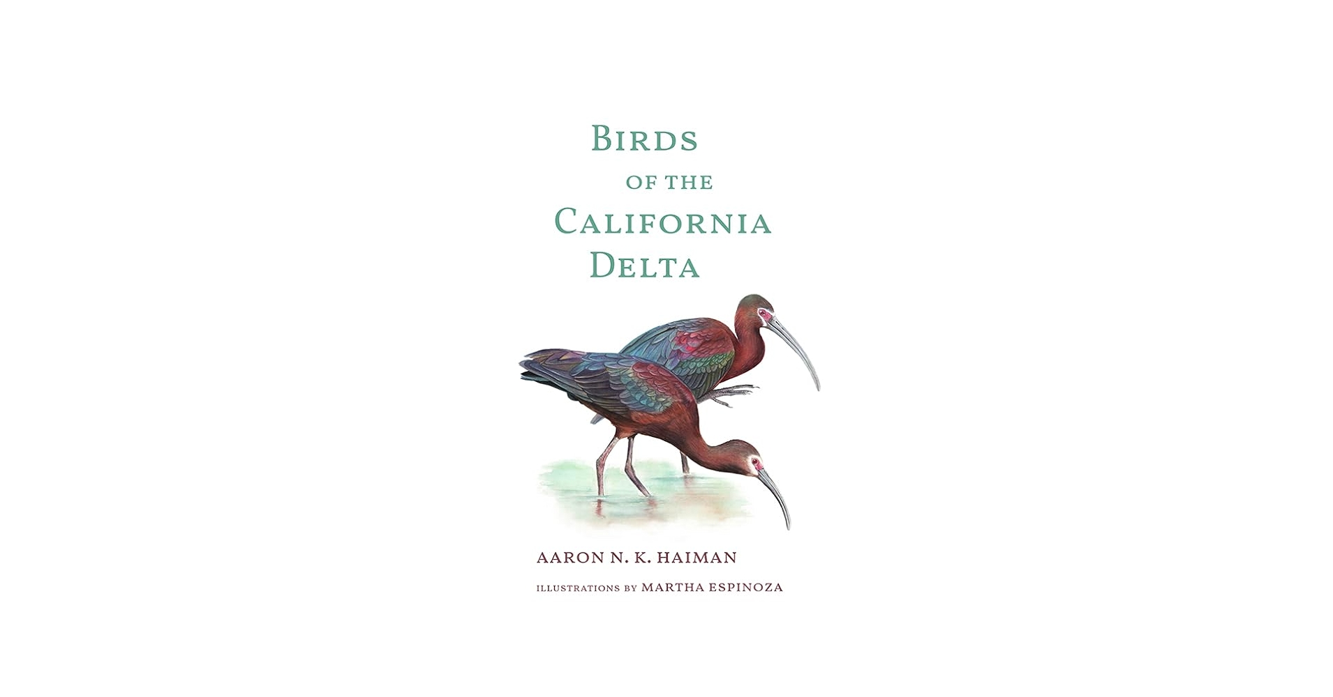 バードオンビーチ　鳥の絵　ディビッド・ゴードン バードオンビーチ 鳥の絵 ディビッド・ゴードン Amazon.co.jp