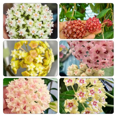 Plantas Hoya de interior y exterior para decoración de balcón y jardín 2