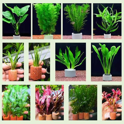 Image of 26 Pack New Upgrade Aquarium Plant Weights, Aquatic Water Plant Fixed Rings, Water Plants Cultivation Fixed Ring Plant Pot for Secure Aquatic Plant Placement (26PCS)