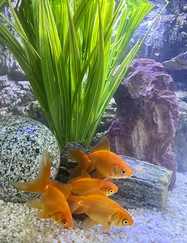 Plante d'aquarium artificielle Tyrol Acorus 50cm avec socle d'ancrage facile - 4