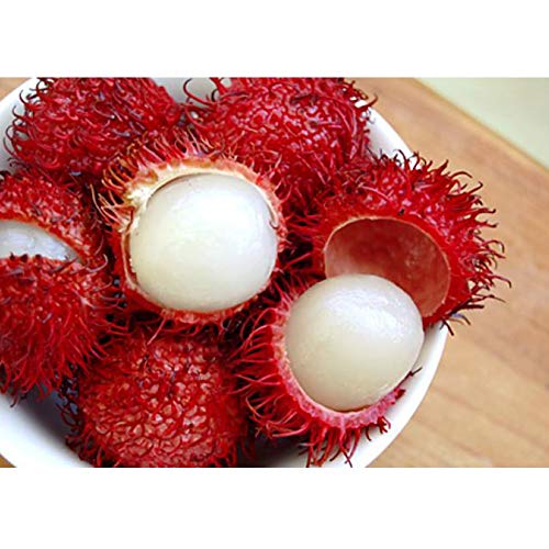 Shiningbaby 5pcs Rambutan Nephelium lappaceum Fruit Seeds Home Garden Plant