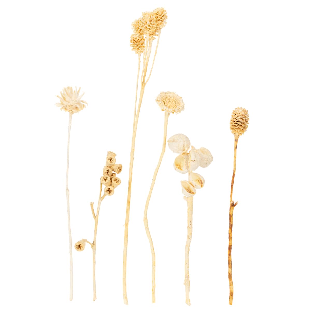Trockenblumen Mix 60St Deko Exoten Sortiment Gebleicht für Floristik und Tischdeko, 60 Stück