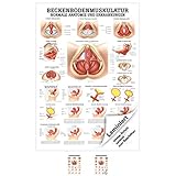 Sport-Tec Beckenbodenmuskulatur Lehrtafel Anatomie 100x70 cm medizinische Lehrmittel