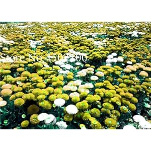 . 50 pc/sacchetto Terra-Cover inglese Daisy Bonsai, fiore del crisantemo bonsai pianta perenne margherita pianta in vaso Per la casa Giardino: 18: Only Seeds