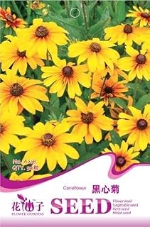 Blumensamen Yukako Blackheart Samen Balkon Bonsai 50 Teile/beutel Originalverpackung: Only Seeds