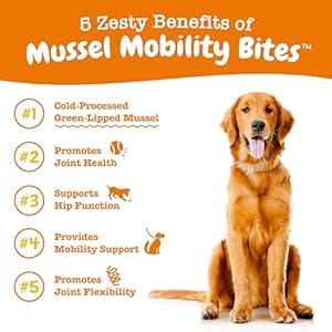 Zesty paws mussel mobility bites for dogs  new zealand green lipped mussel with natural glucosamine  chondroitin + omega 3 fatty acids  hip  joint support supplement soft chews  90 count   cucciolini doodles