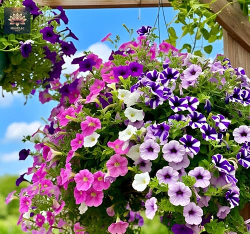 Image of NooElec Seeds India Hybrid Hanging Petunia Flower Seeds - 300 Pcs, Mixed Colors, All-Year Blooms