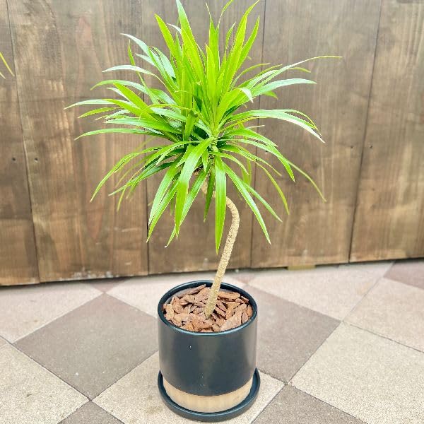 ドラセナ ナビー ファイバー鉢 お皿付き ドラセナ ナビー ファイバー鉢 お皿付き