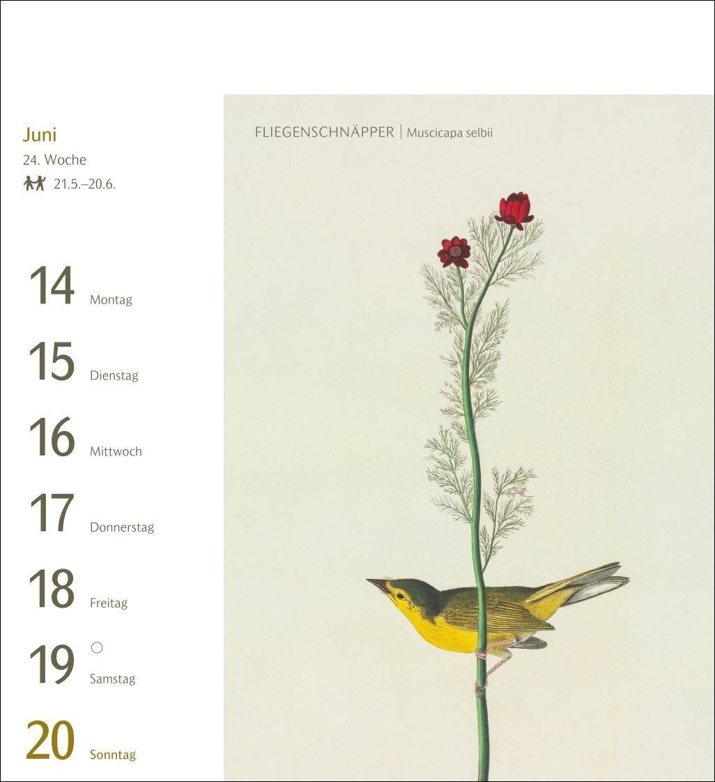 Vögel Postkartenkalender 2027 - Postkartenkalender mit 53 historischen Zeichnungen: Tischkalender mit Retro-Illustrationen. Schönes Geschenk für Kunst- und Naturliebhaber. 16 x 17,5 cm