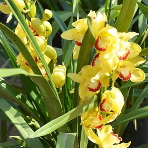 Bulbos De Orquidea Cymbidium-Bulbos De Phalaenopsis-AromáTicas De Cymbidium-Decorativo - Resistente Al FríO, Calas Bulbos Bulbos, Cymbidium Orchidee-10bulbos-D