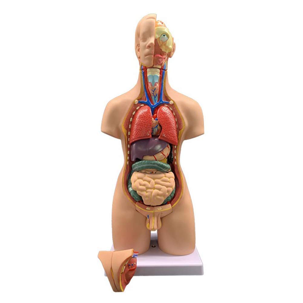 55cm Unisex Cuerpo Humano Torso Médico Anatómico Anatomía Órganos Internos para La Enseñanza, Desmontable 19 Partes