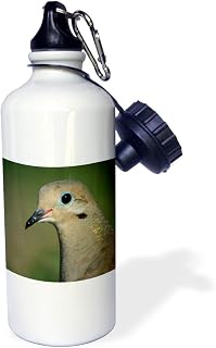 3dRose "Mourning Dove, bird, Rio Grande Valley, Texas NA02 RNU0194 Rolf Nussbaumer" Sports Water Bottle, 21 oz, White