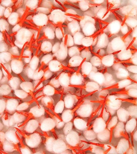 Siddhratan Approx 1000 Pcs Hindu Cotton Wicks (Aarti, Arti Jyot Jot Batti) for Diya Diva-Used for Lighting Lamp in Temple Home for Puja Pooja Religious Ceremony (Diwali puja, Navratre Puja, Pooja)