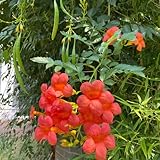 enredadera de trompeta semillas de trompeta escalada trepadora jardín en extremadamente resistentes perennes resistentes cortadas 100pcs