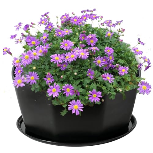 Pesoncarl Flower Pots, 8 Succulent Pots,Ceramic Succulent Planter Pots with Drainage Hole,Shallow Plant Pot, Flower Pot for Indoor Plants Round Shallow Bonsai Pot with Bamboo Tray, Black