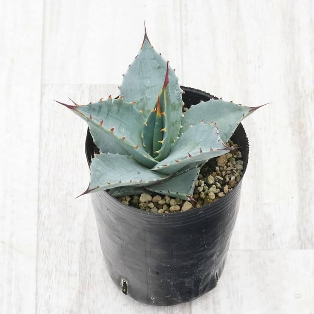 Amazon.co.jp: アガベ・セバスティアナ「シルバー・ライニング