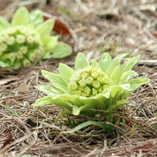 Amazon.co.jp: フキノトウ 素掘り苗5株 山菜苗/蕗の薹▽紫桜館山の花屋