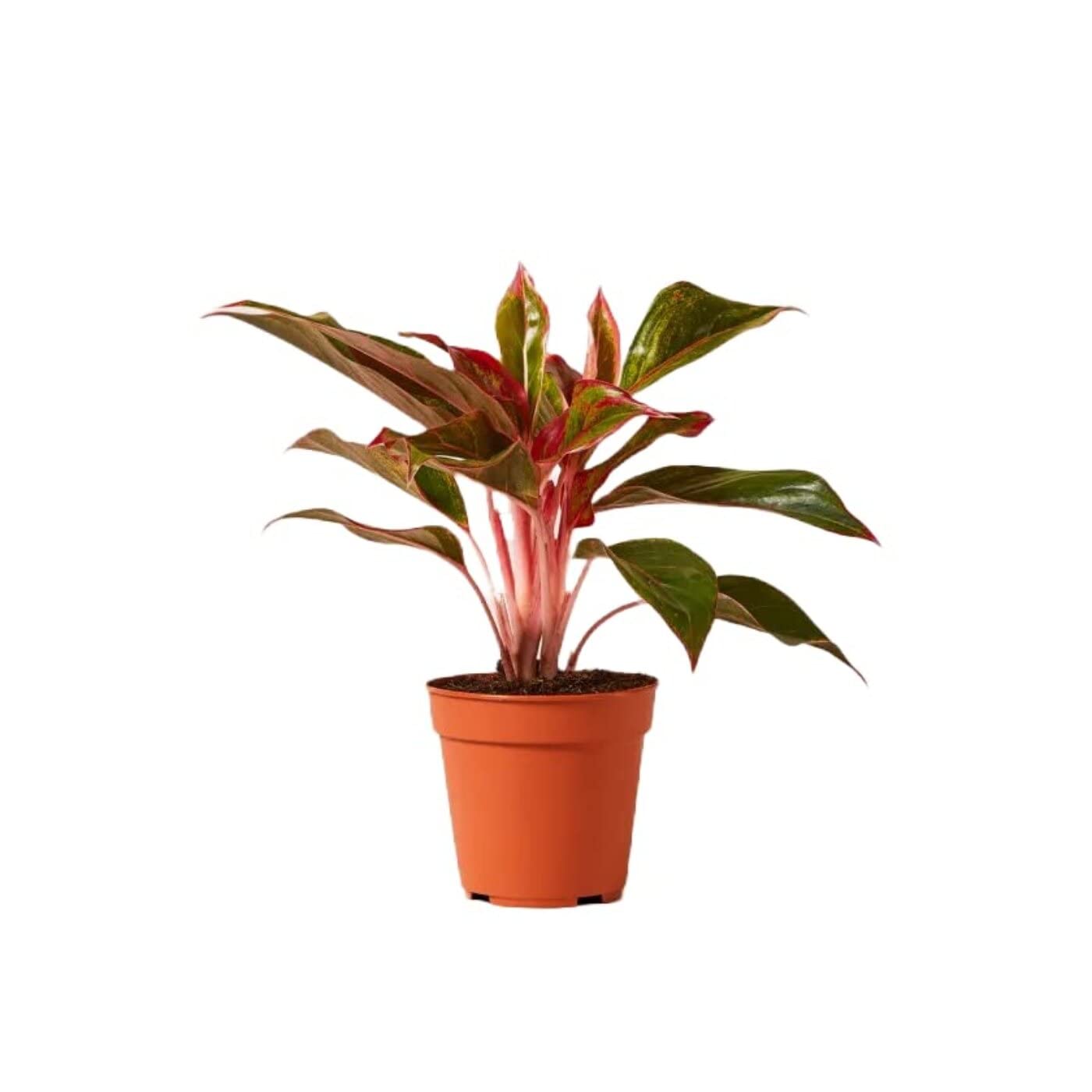 See full amazon price history chart for Garden Art Aglaonema Natural Live Healty Bushy Evergreen Foliage Indoor Air Purifier Plant with 5" Nursery Pot (Single Stem, Aglaonema Lipstick)(Pack of 1 Healthy Live Plant) Garden Art Aglaonema Natural Live Healty Bushy Evergreen Foliage Indoor Air Purifier Plant with 5" Nursery Pot (Single Stem, Aglaonema Lipstick)(Pack of 1 Healthy Live Plant) (B09SCP578N) Amazon Price History, Amazon Price Tracker