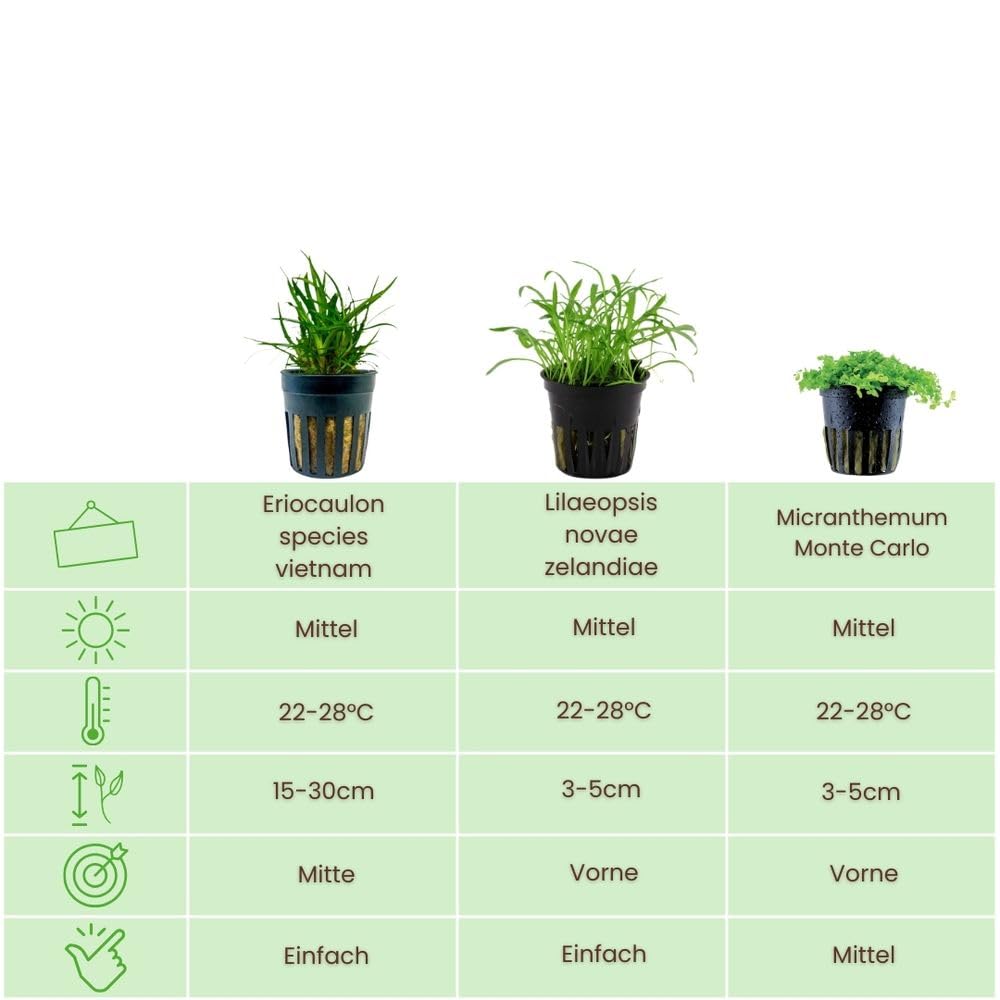 AquaOne Aquarium Pflanzen I 3X Wasserpflanzen I Vordergrund Aquarienpflanzen I Alternanthera Lilaeopsis Helanthium Micranthemum I Set mit 5 Vordergrundpflanzen
