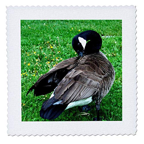 16x16 inch Quilt Square - Canadian Goose Stretches Cleans Wings TDSwhite – Miscellaneous Photography