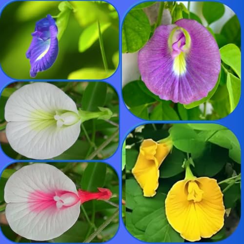 Image of Aparajita Flower Seeds - Multipetal Butterfly Pea All Colour Mix | Double Petal Garden Plant Seeds (Pack of 30 Pcs) GH
