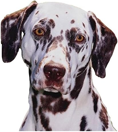 Dalmatian collar size Clearance