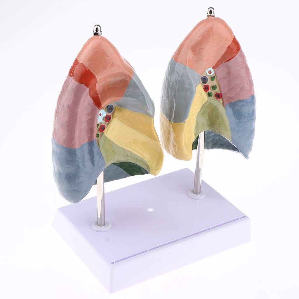 1:1 Menschlichen Atmungssystems Lunge Anatomisches Modell für Anatomie Lehrmittel Laborbedarf