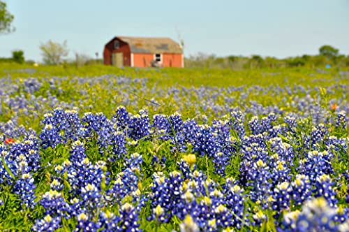 Texas Bluebonnet Flower Seeds For Planting, 25+ Seeds Per Packet, (Isla's Garden Seeds), Non Gmo & Heirloom Seeds, Botanical Name: Lupinus Texensis, Beautiful Home Garden Gift #TOP5