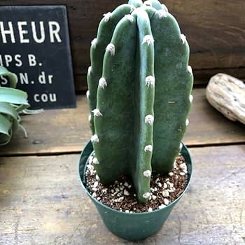 Amazon.co.jp: 柱サボテン 4号 インテリア 多肉植物