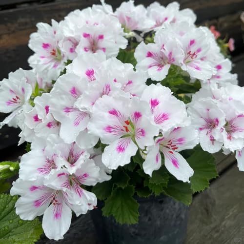 semi di geranio perenni - decorative, resistenti, interno tappezzante giardino 350pcs