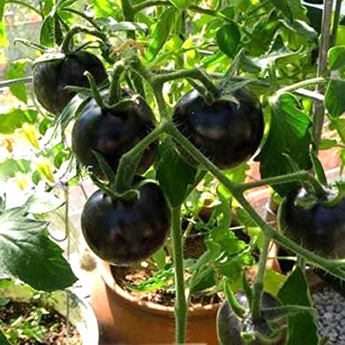 AYWAL Black Tomato seeds American Black Tomato F1 Hybrid Vegetable Seeds (Pack Of100 Seeds) B11 (B0BT54VRPL) Amazon Price History, Amazon Price Tracker