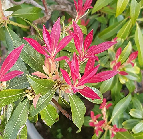 Meredith Nurseries 2ltr Pot Pieris Forest Flame Large Evergreen Shrub Plant ( 1 Pack )