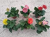 ✅ Fácil cuidado Gerbera Pack 6 Plantas Naturales maceta de 12 cm