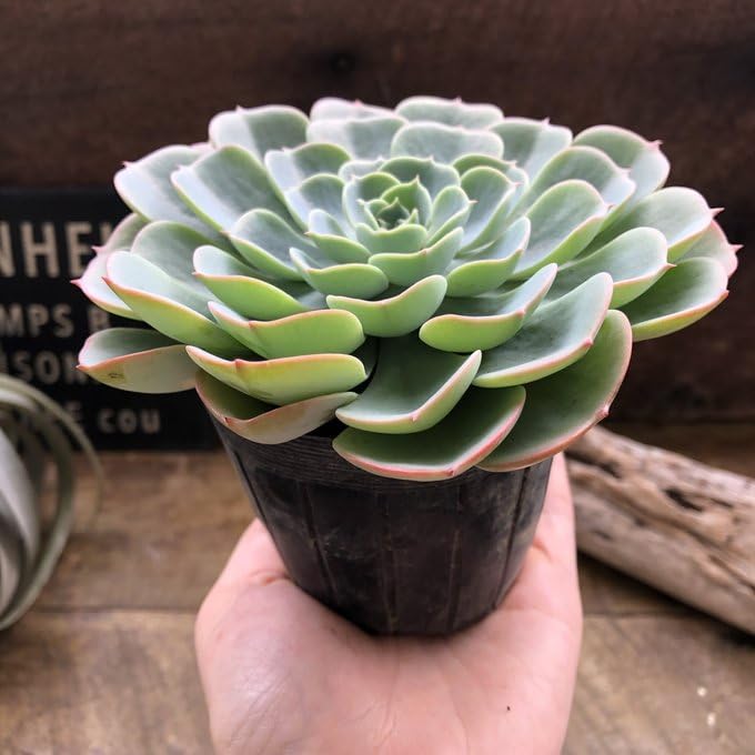 七福神　⑤  多肉植物 七福神 | TOMOZOO